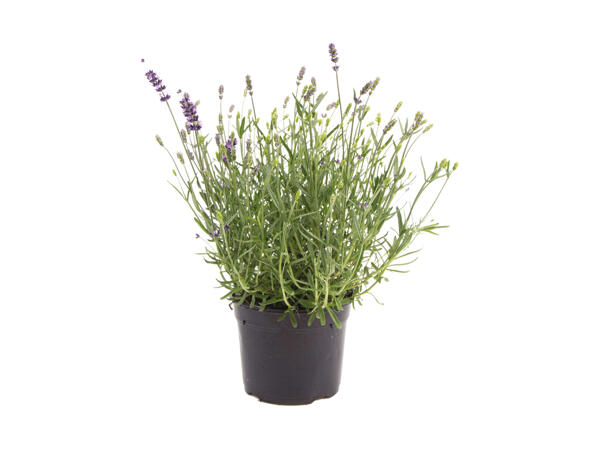 Lavendel Hidcote Blue