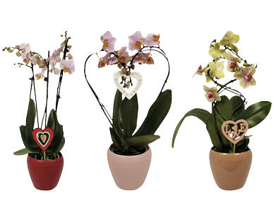 ORCHIDEA ESCLUSIVA