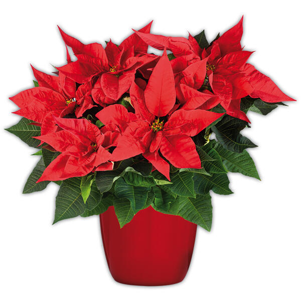 Weihnachtsstern XL