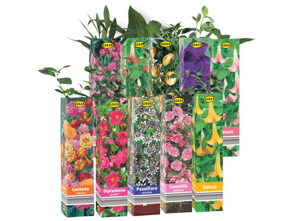 Sommarblommor