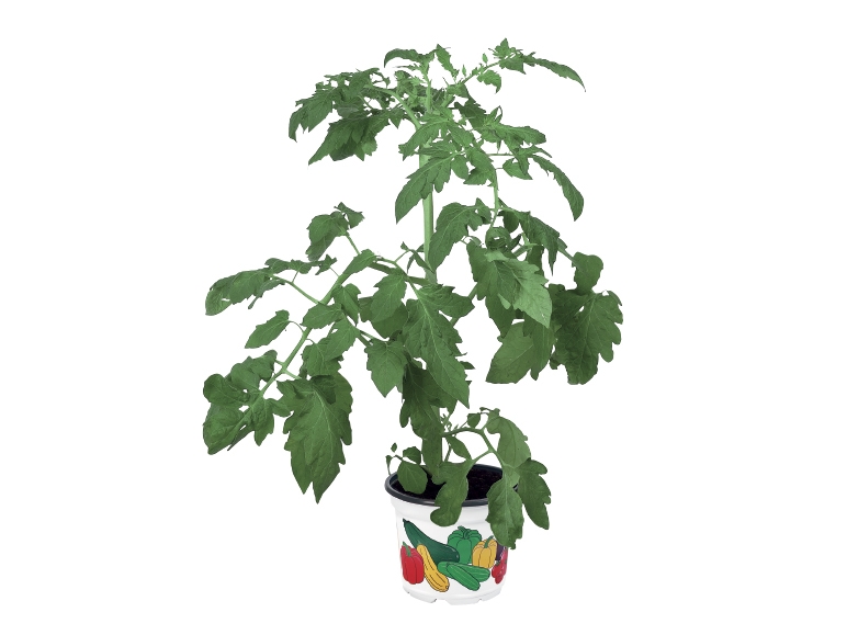 Vegetable Plants