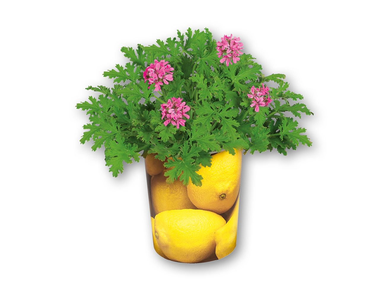 Frugtplante i bæger