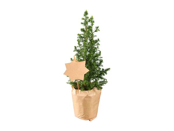 Mini Christmas Tree