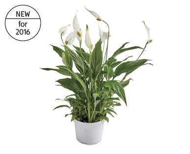 Peace Lily 