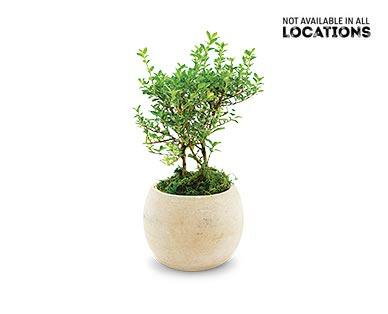 5" Exotic Plant Assorted varieties