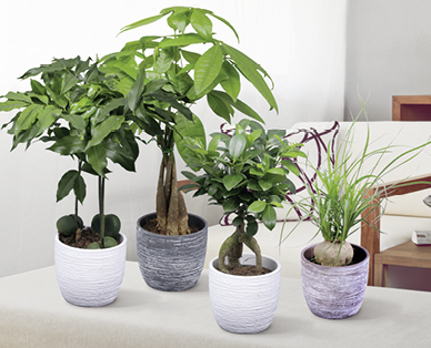 Plante verte tropicale