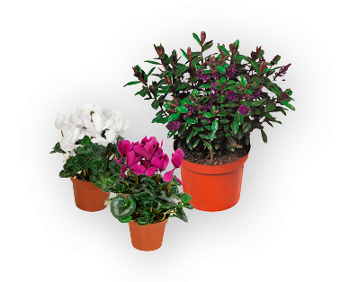 Cyclamens avec cache-pot en céramique
