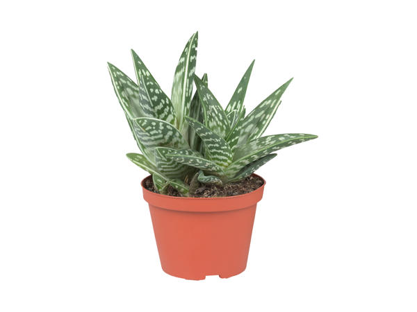 Succulent