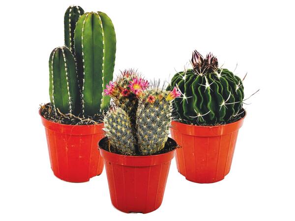 Cactus