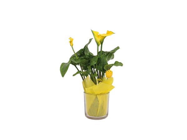 Calla