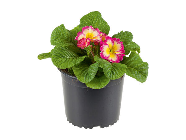 Primrose XXL