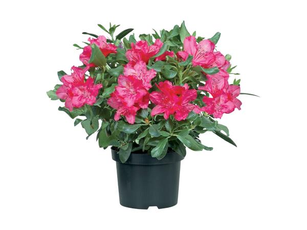 Giant Rhododendron