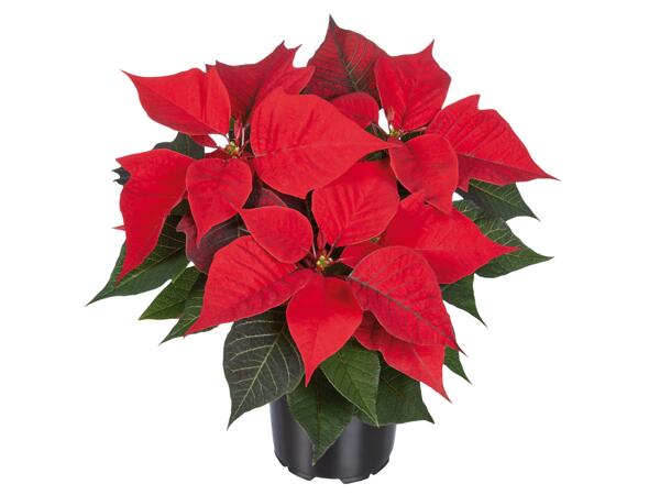 Weihnachtsstern Mehrtrieber