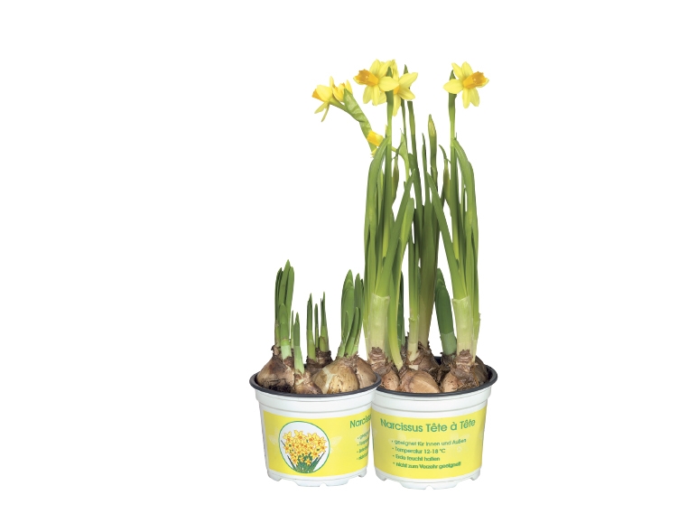 Potted Daffodils