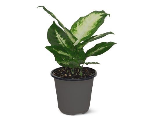4" Foliage Assorted Varieties