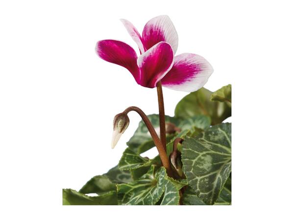 British Cyclamen