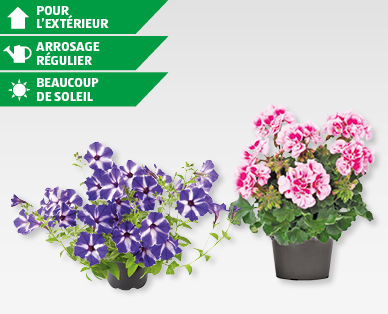 Pélargonium/Pétunias GARDENLINE(R)