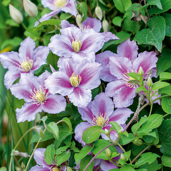 Blühende Clematis Säule XXL