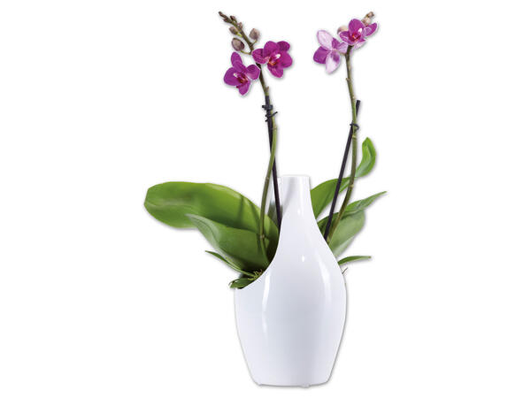 Orchidee in Designkeramik