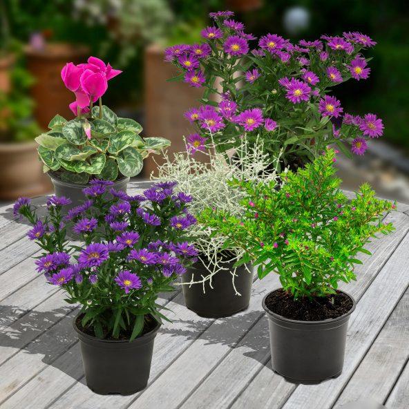 Blomst eller plante