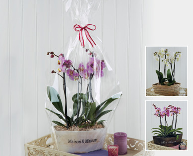 Orchid Arrangement
