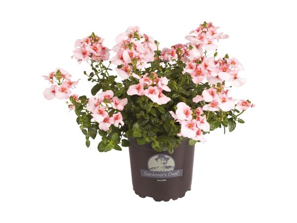 Tvillingeblomst