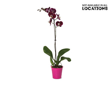 5" Easy Orchid