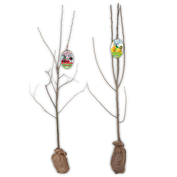 Obstbaum im Jutesack
