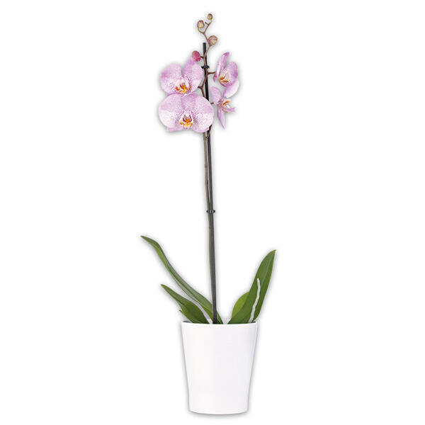 Orchidee Phalaenopsis