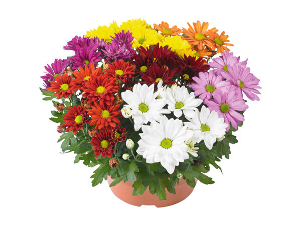 Chrysanthemums "Carnaval"