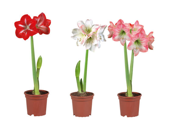 Amaryllis
