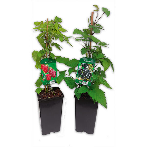 Himbeeren / Brombeeren XL – die Großen