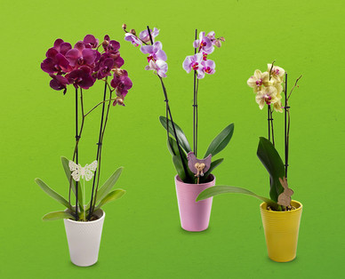 Orchidee