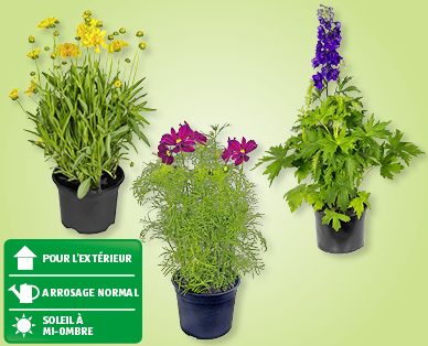 Plantes vivaces