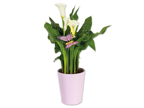 Calla im Keramikübertopf