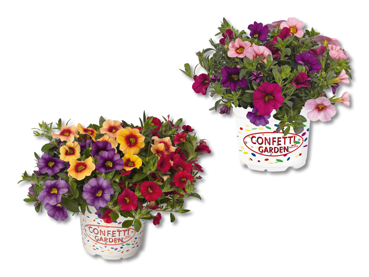 Trio de calibrachoa