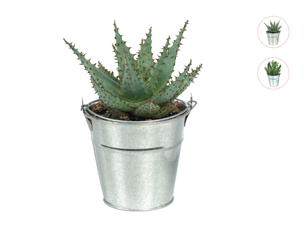 Cactus or Succulent in Zinc Pot 1