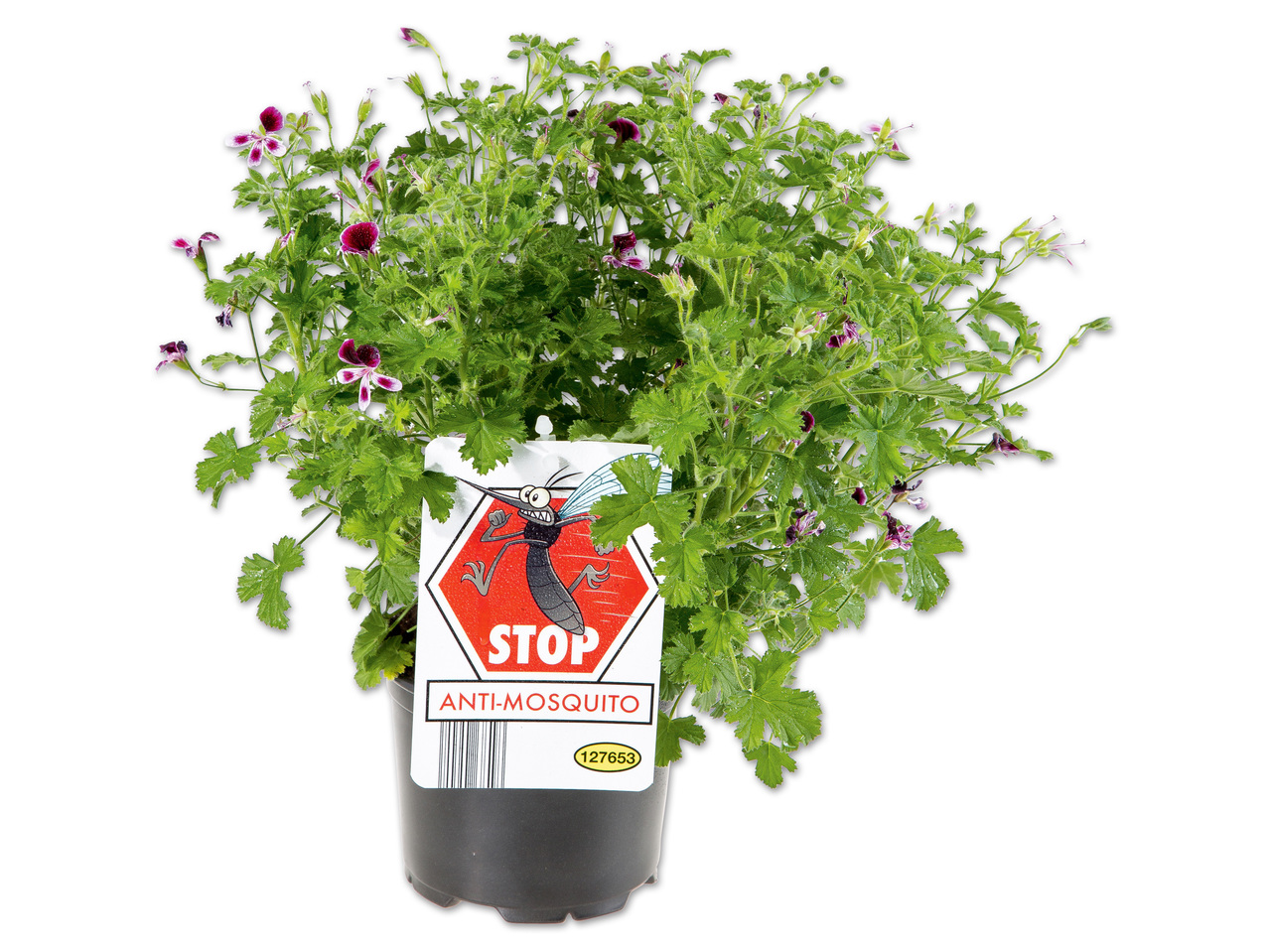 Anti-Mücken Duftgeranie