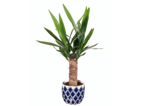 Plantes dans un pot en céramique