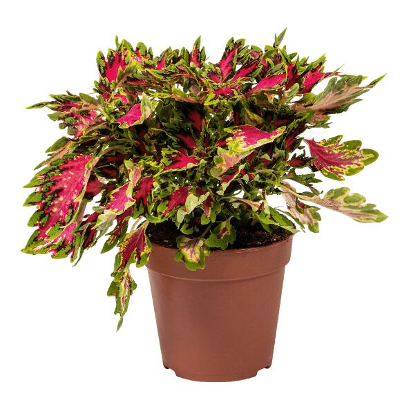 GARDENLINE(R) 				Coleus
