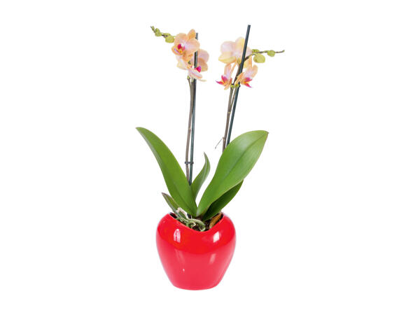 Phalaenopsis Multiflora
