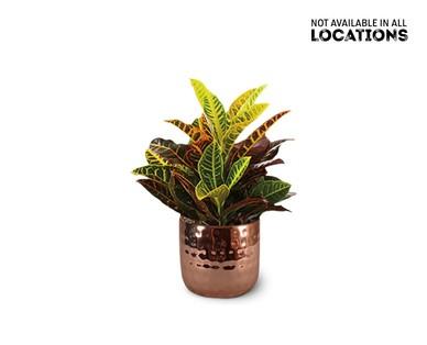5" Croton or Sansevieria
