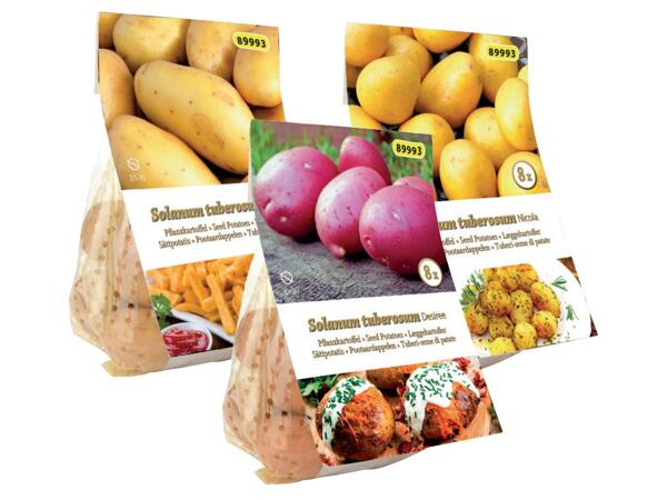 Seeding potatoes