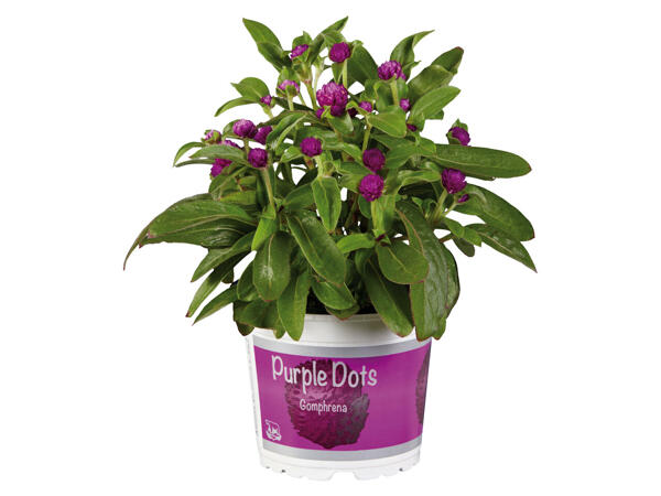 Gomphrena Purple Dots (Kugelamarant)