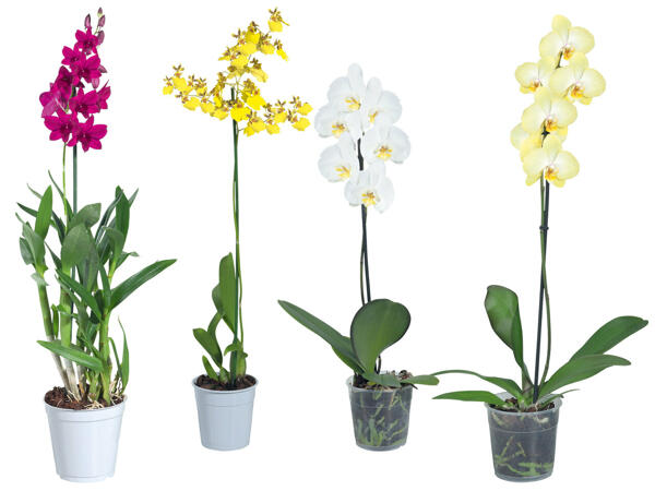 Orchidee 1-Trieber