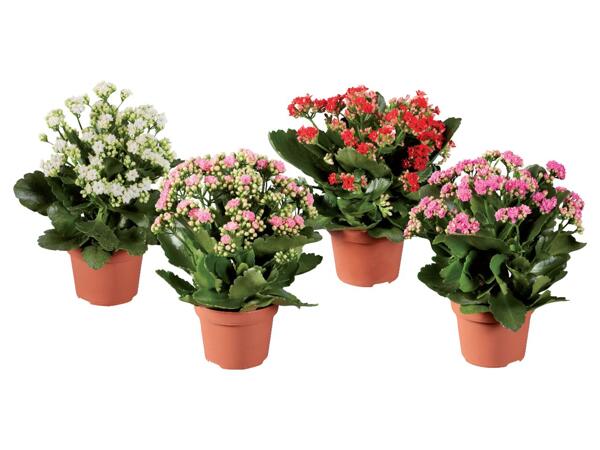 Kalanchoe