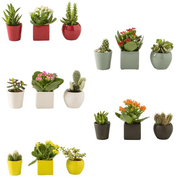 Miniplantes, 3 pcs