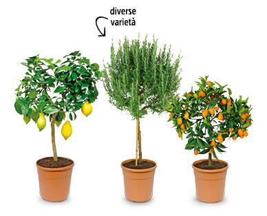 Piante mediterranee