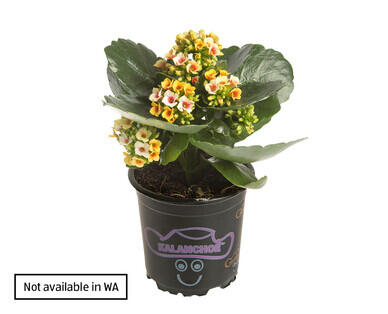 Kalanchoe 120mm