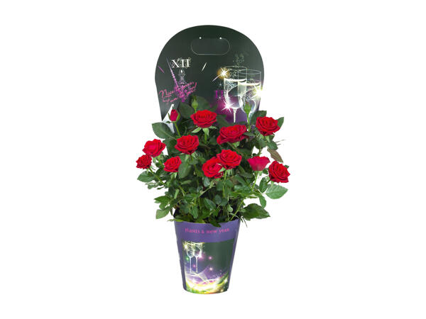 Flowering Plants in Decorative Packs